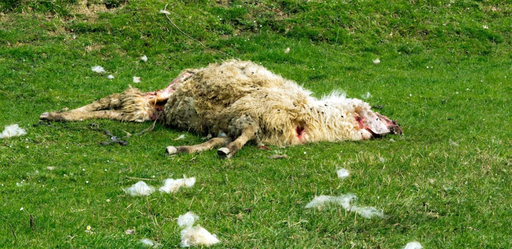 Mindestens 40 Tiere verendeten bei dem Unglück