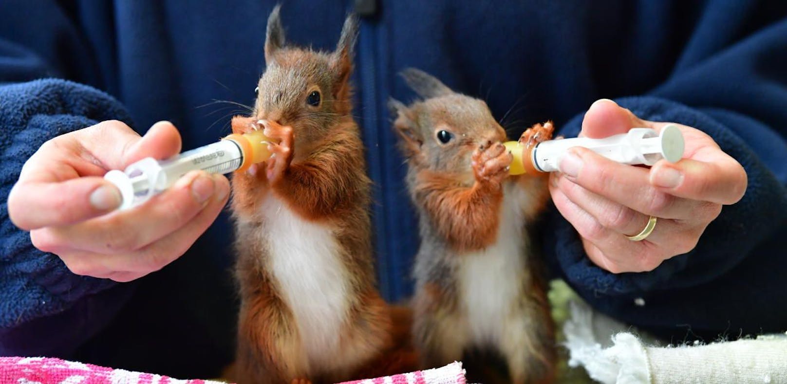 So süß! Baby-Eichkatzerl in Tiergarten geboren