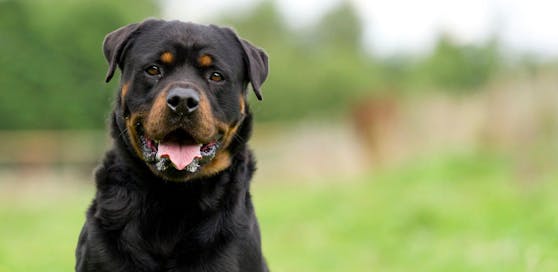 Vierter Vorfall mit Rottweiler-Hündin: Stadtgemeinde will jetzt durchgreifen.