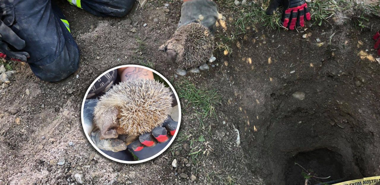 Heute.at - Feuerwehr rettete Igel Hugo aus Kabelschacht