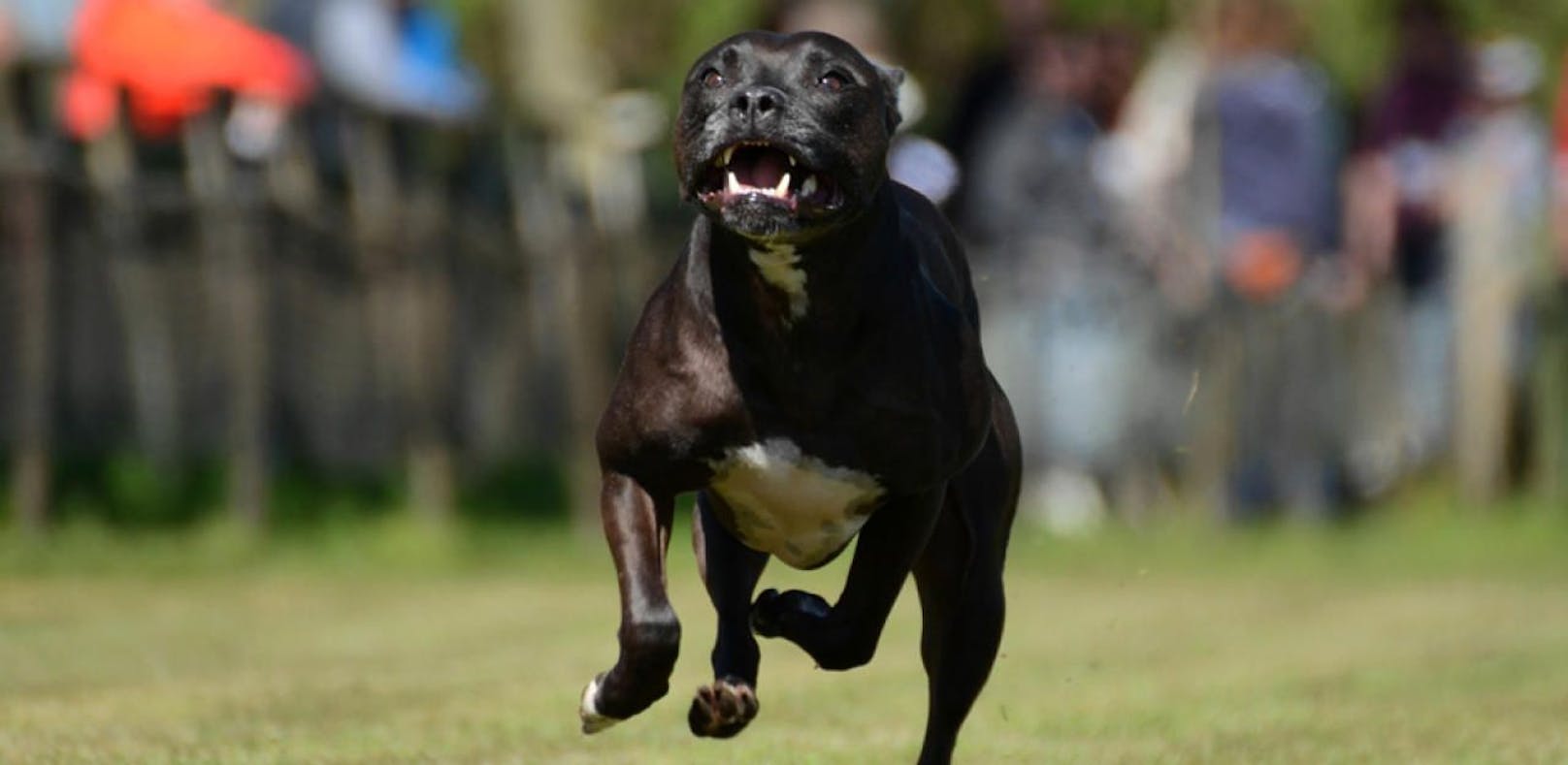 Ein Staffordshire Bullterrier