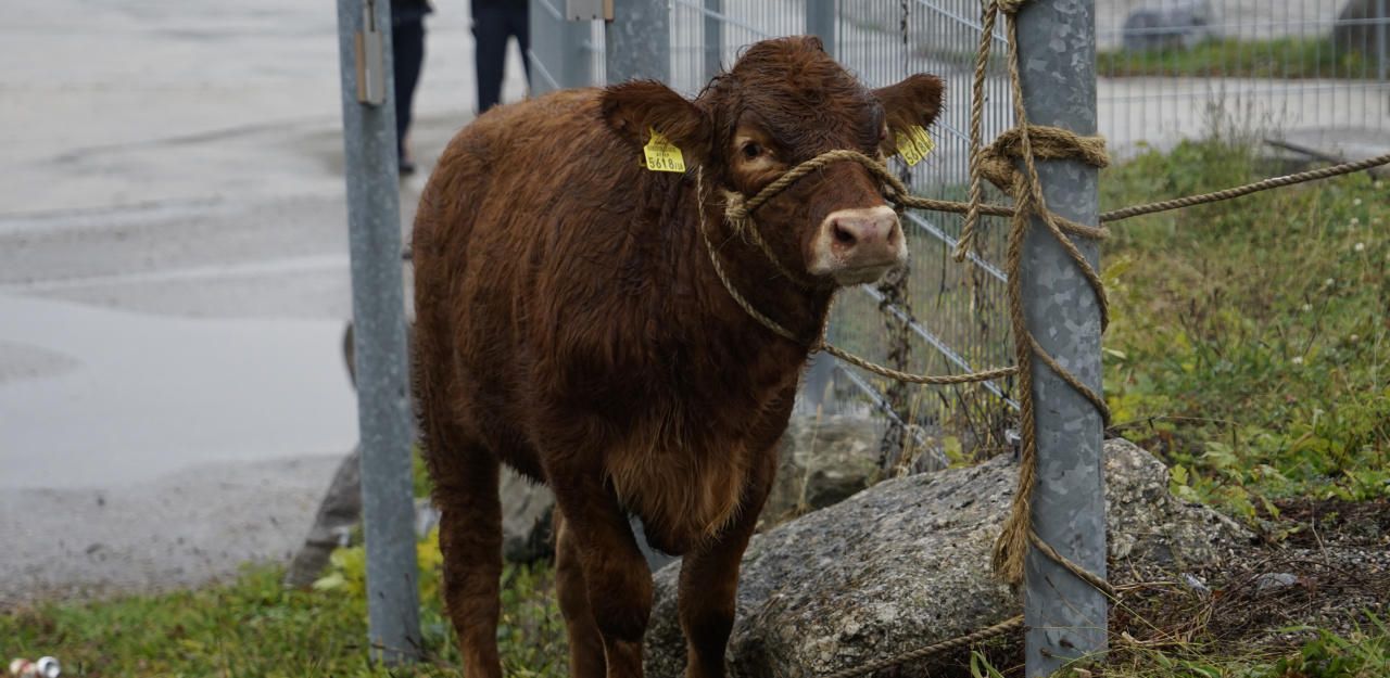 Heute.at - Wieder ging Kalb in Donau planschen