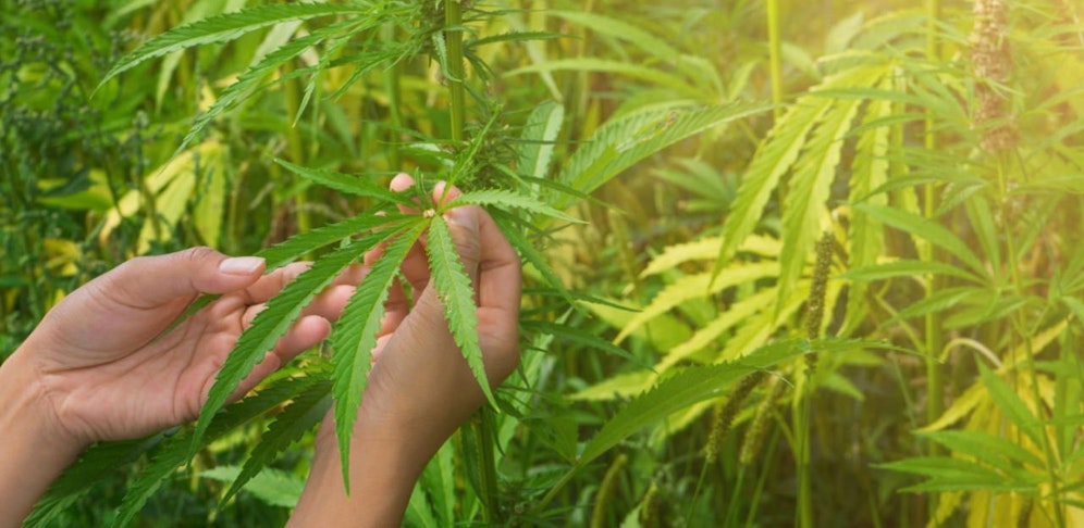 Die Mutter hatte eine kleine Plantage (Symbolbild).
