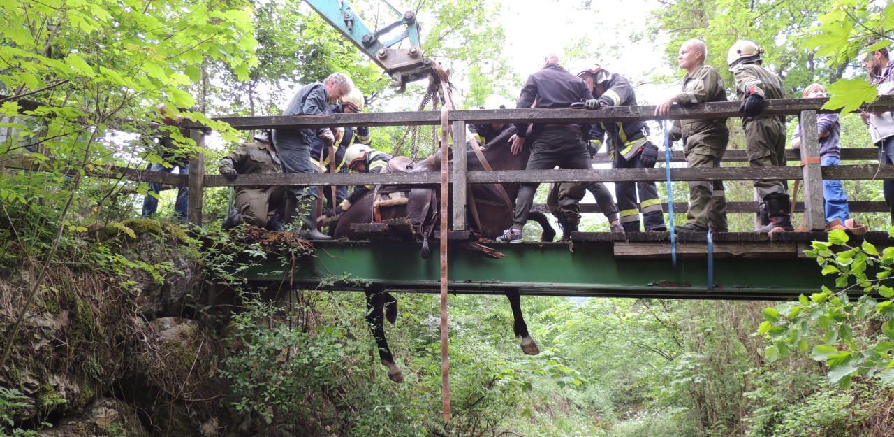 Heute.at - Auf dieser Holzbrücke ist ein Pferd durchgefallen