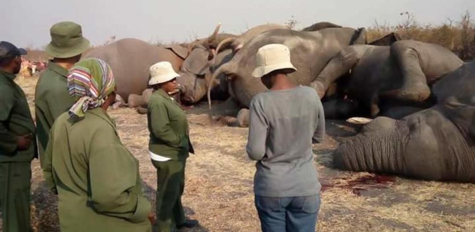 Elefantenherde flüchtet - und stirbt an Stromschlag