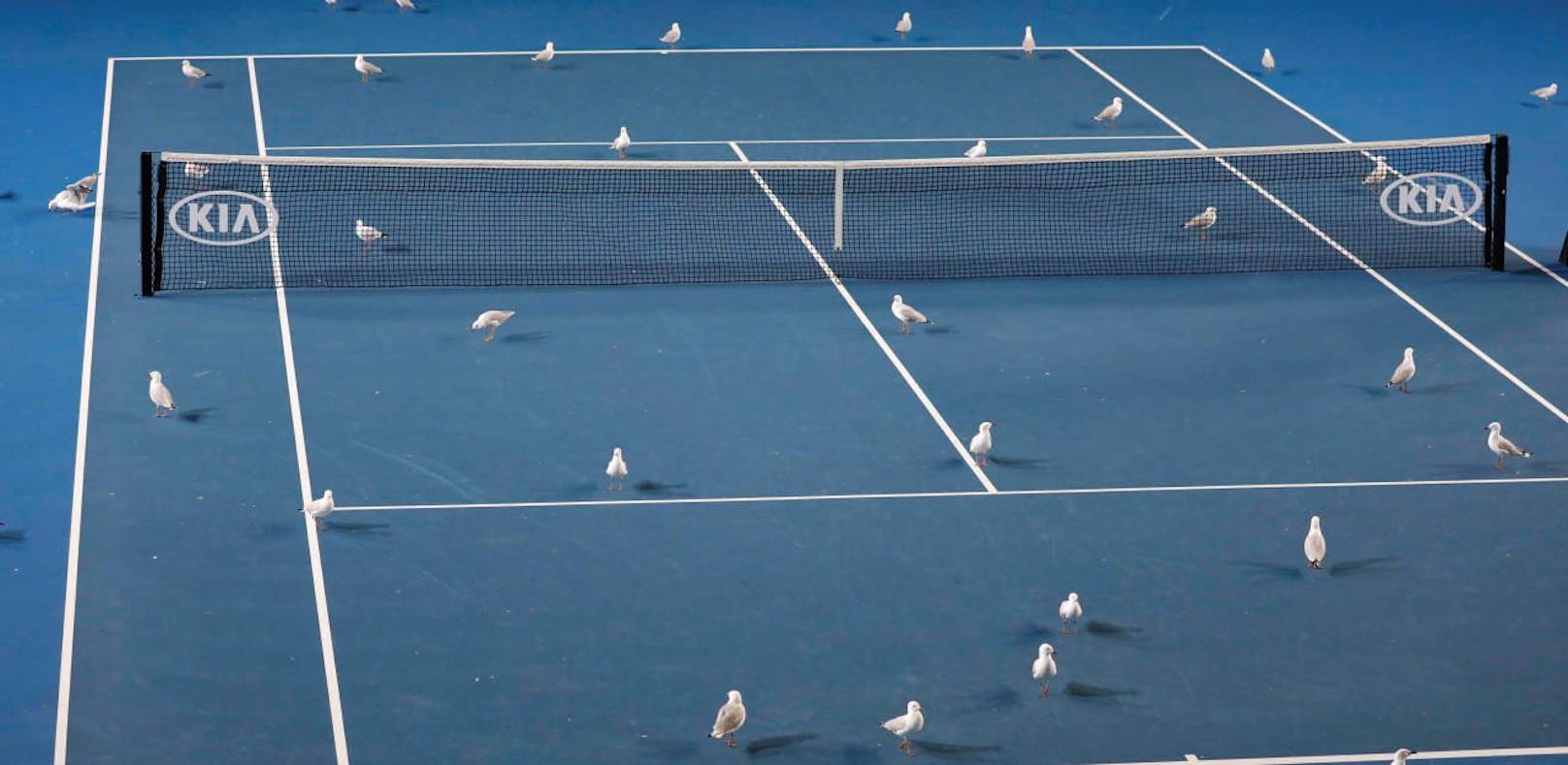 Möwen verrichteten ihre Notdurft auf den Court im Melbourne Park. Die Australian-Open-Partie von Garbine Muguruza und Jo Konta startete mit großer Verspätung.