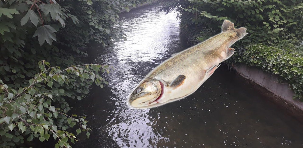 Alle Fische im Mühlbach starben. 