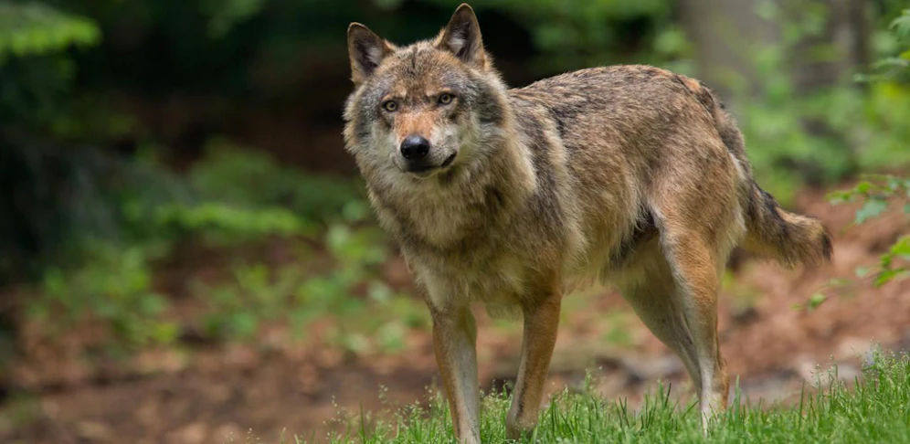 Ein Zug dürfte einen Wolf erfasst und getötet haben