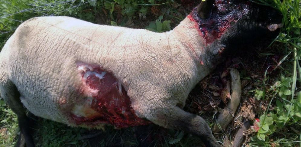 Wolf riss zwei Schafe nahe einer Wohnsiedlung im Salzburger Pongau.