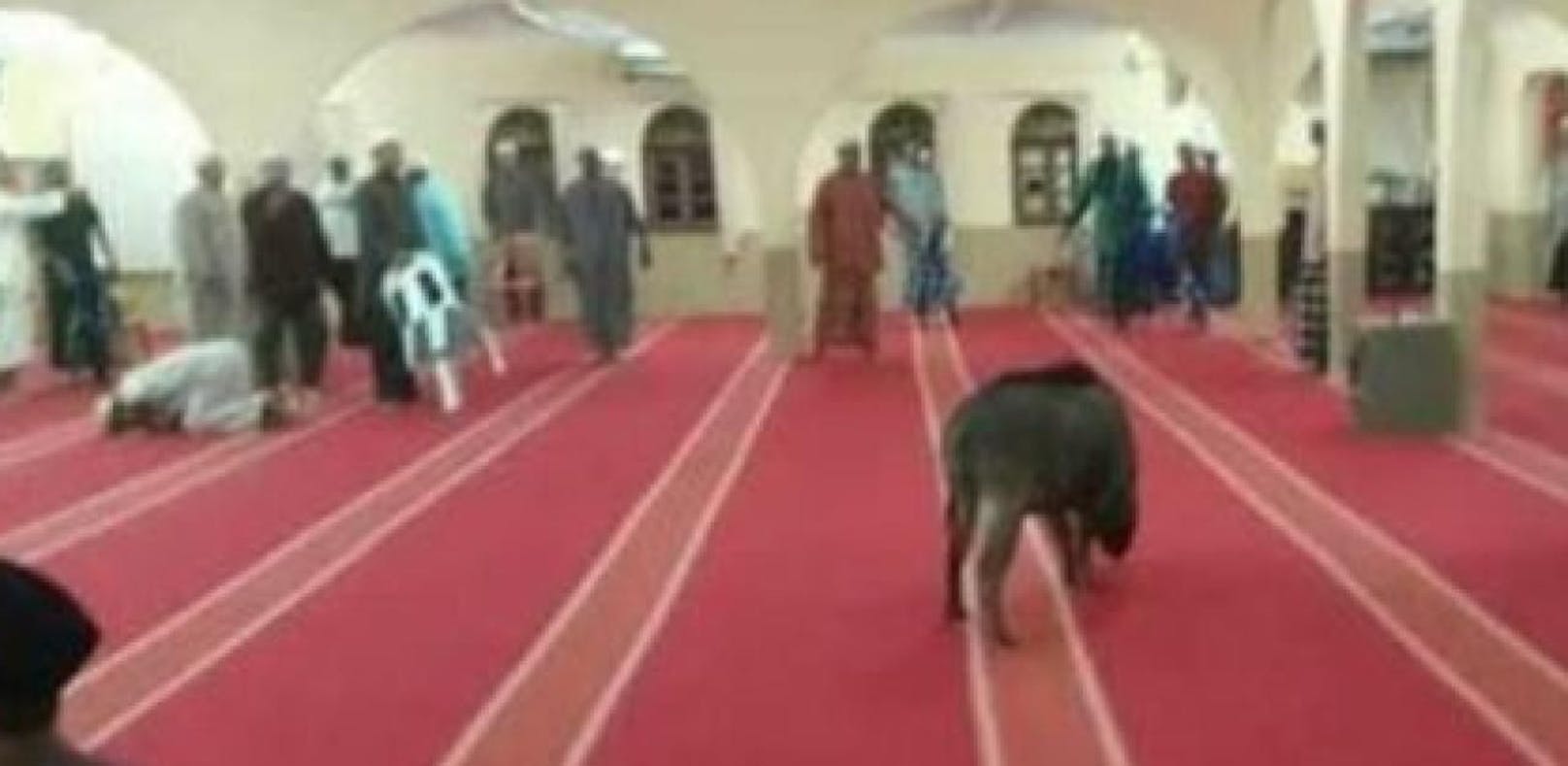 Wildschwein attackiert Gläubige in Moschee