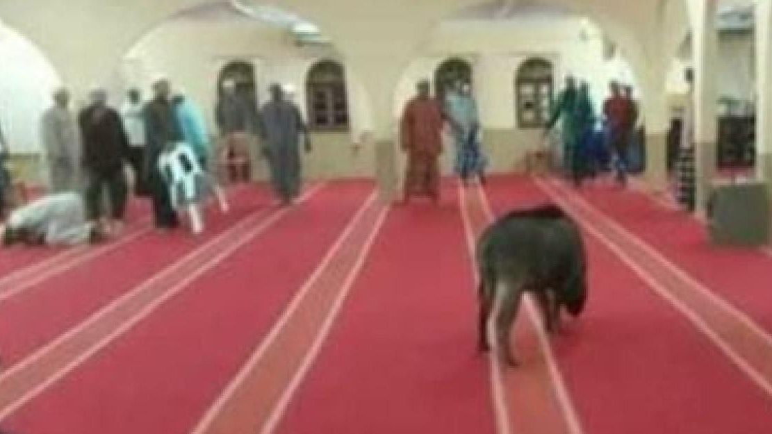 Heute.at - Wildschwein attackiert Gläubige in Moschee