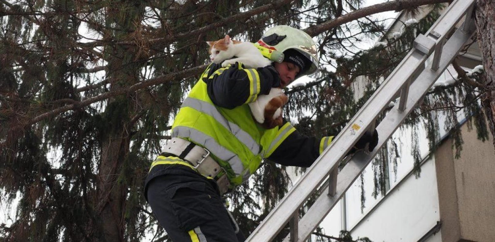 Katzenjammer: Feuerwehr muss Tier von Baum retten