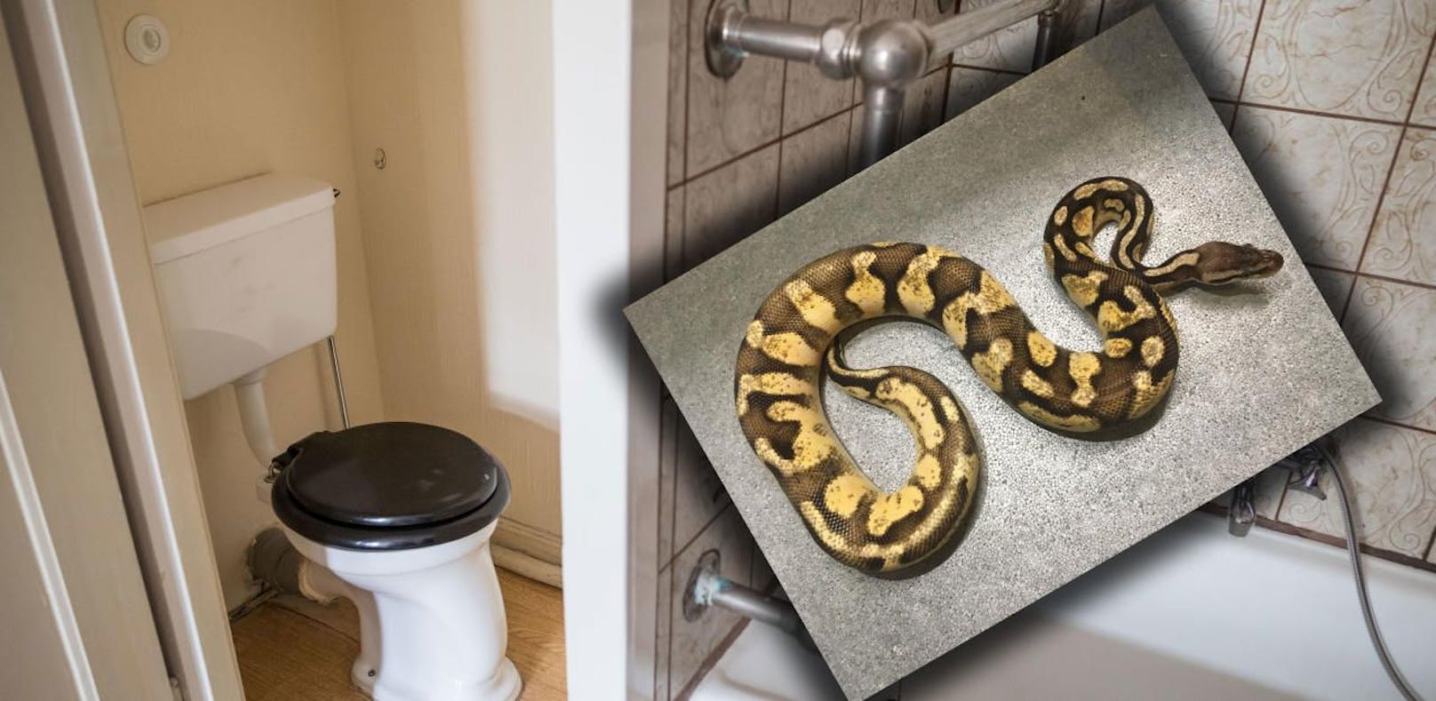 Die Python versteckte sich im Bad.