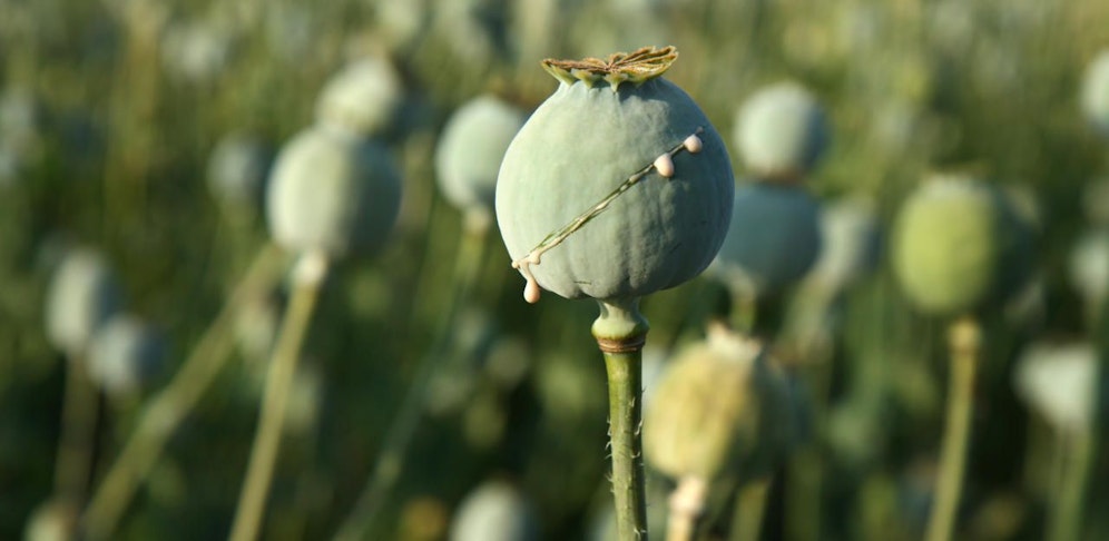 Pflanzen im Wert von einer halben Milliarde Dollar wurden sichergestellt.