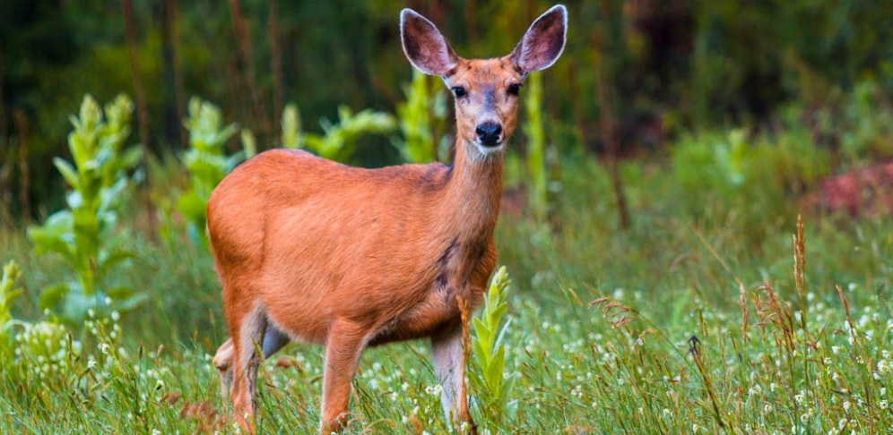 Eine Rehgeiß wurde während der Schonzeit getötet.