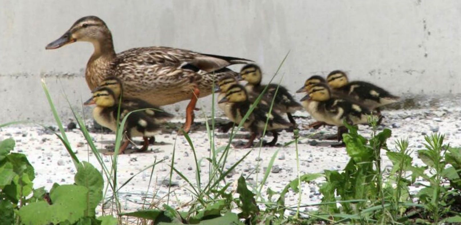 Enten-Familie aus Beton-Becken gerettet
