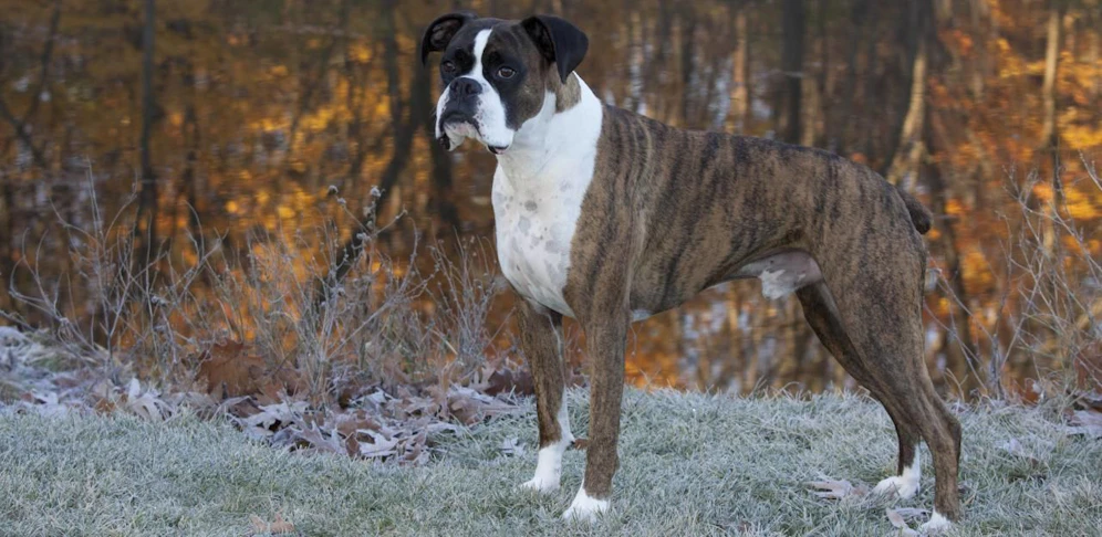 Einen Boxer wie diesen sollen die Männer auf Passanten gehetzt haben. 