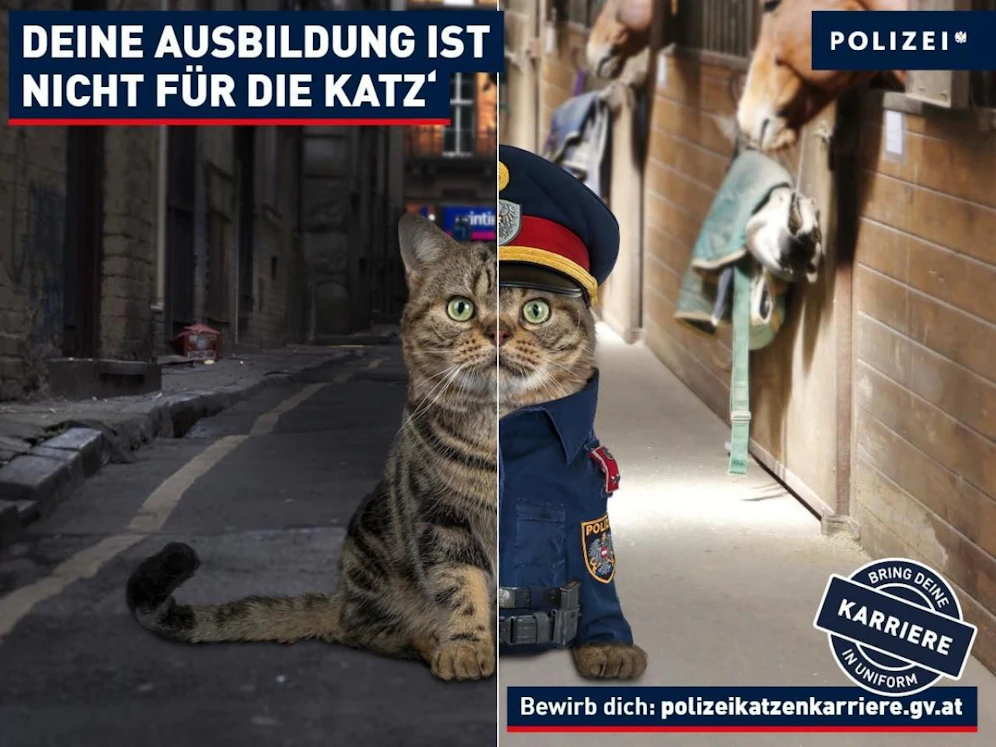 Mit diesem Bild wirbt das Ministerium um Katzen-Personal.