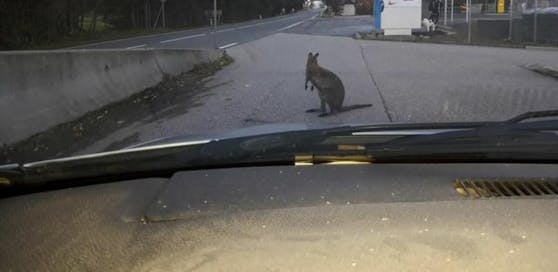 In Bad Ischl hüpfte ein Känguru vor ein Auto.