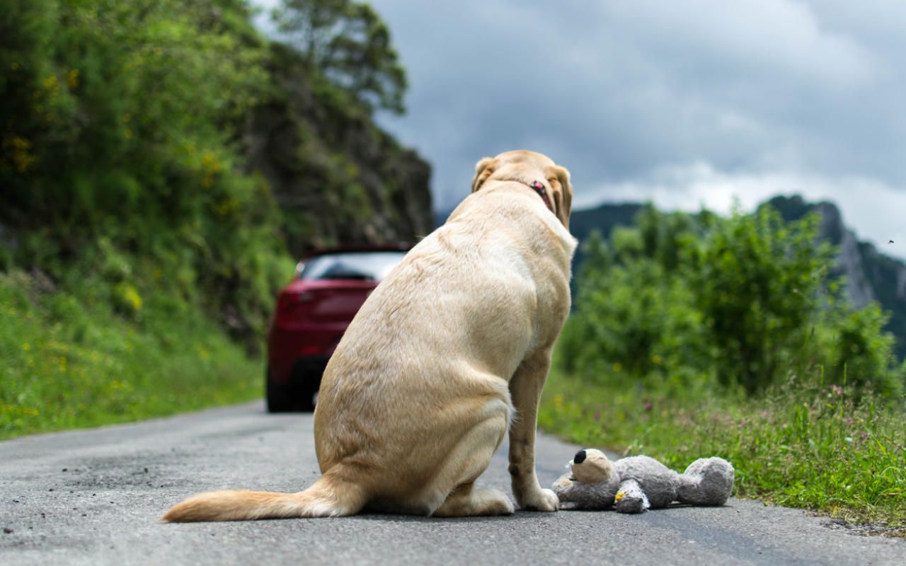 Werden in Österreich seit Corona-Shutdown mehr Tiere ausgesetzt? 