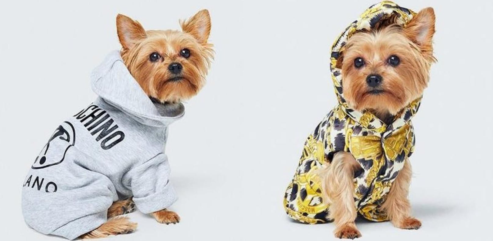 Hunde-Mode: Moschino kleidet bei H&M Wuffi ein