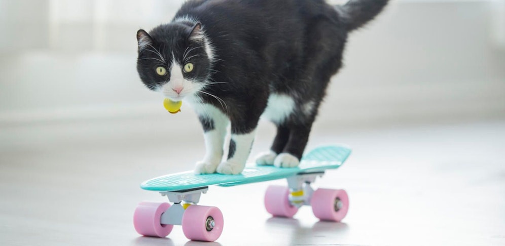 Rollt Ihr Vierbeiner auch auf durch die Wohnung? Dann zeigen Sie es uns!