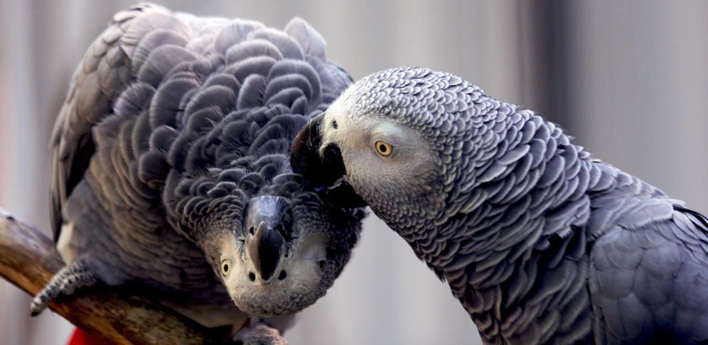 Der Streit um drei Graupapageien scheint vorerst geklärt. (Symbolfoto).