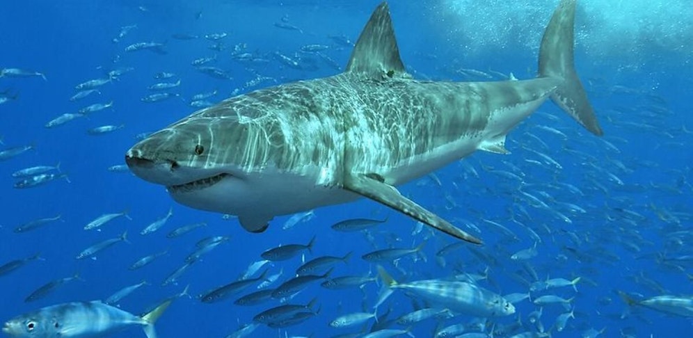 Hai-Attacke in Ägypten.