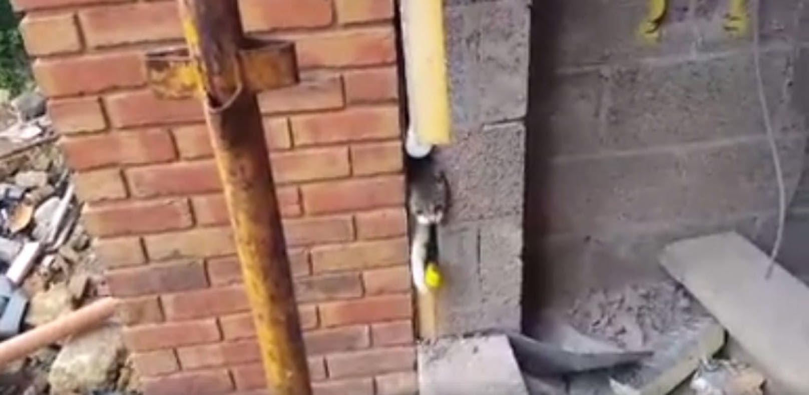 Katze steckte zwischen Hausmauern fest - gerettet