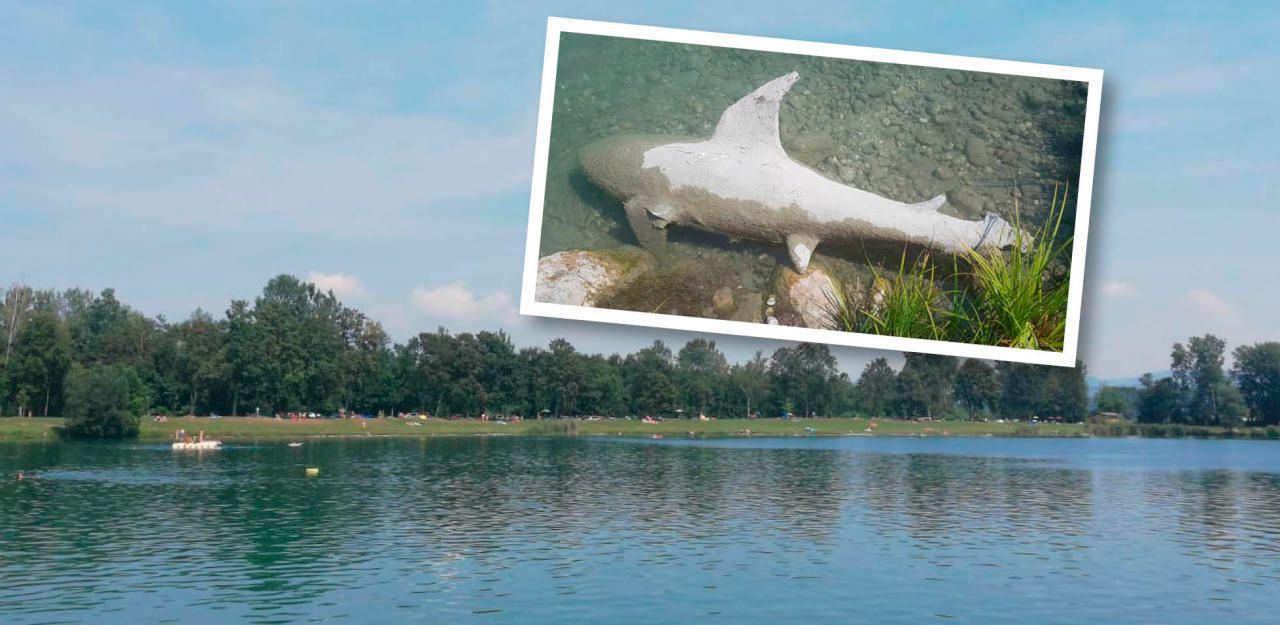 Heute.at - Wie jetzt? Hai-Alarm im Feldkirchner Badesee