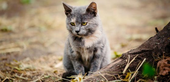 Samtpfoten leben in Absdorf gefährlich, ein hinterhältiger Katzenhasser geht um.