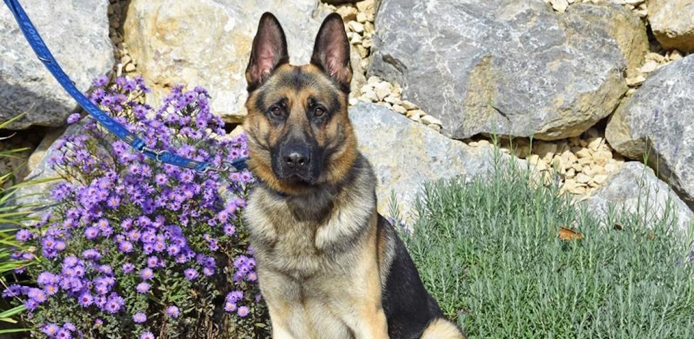 Aiko's Besitzer hat sich nie gemeldet, der Rüde wird jetzt vom Tierheim vermittelt.