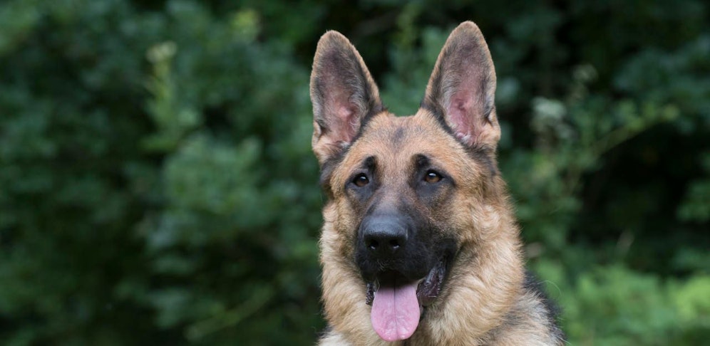 Ein Schäferhund (Anm.: Symbolfoto)