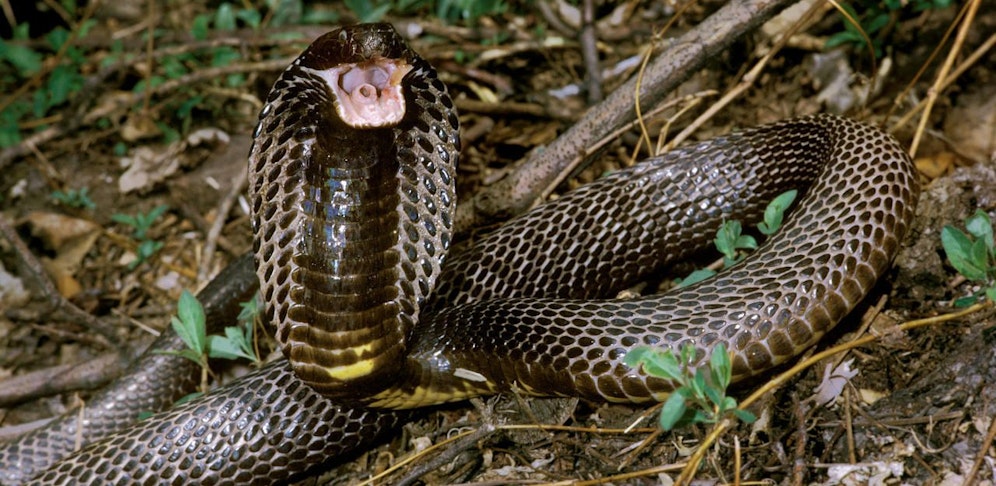 Der Mann hielt sich unter anderem zwei giftige Afrikanische Speikobras