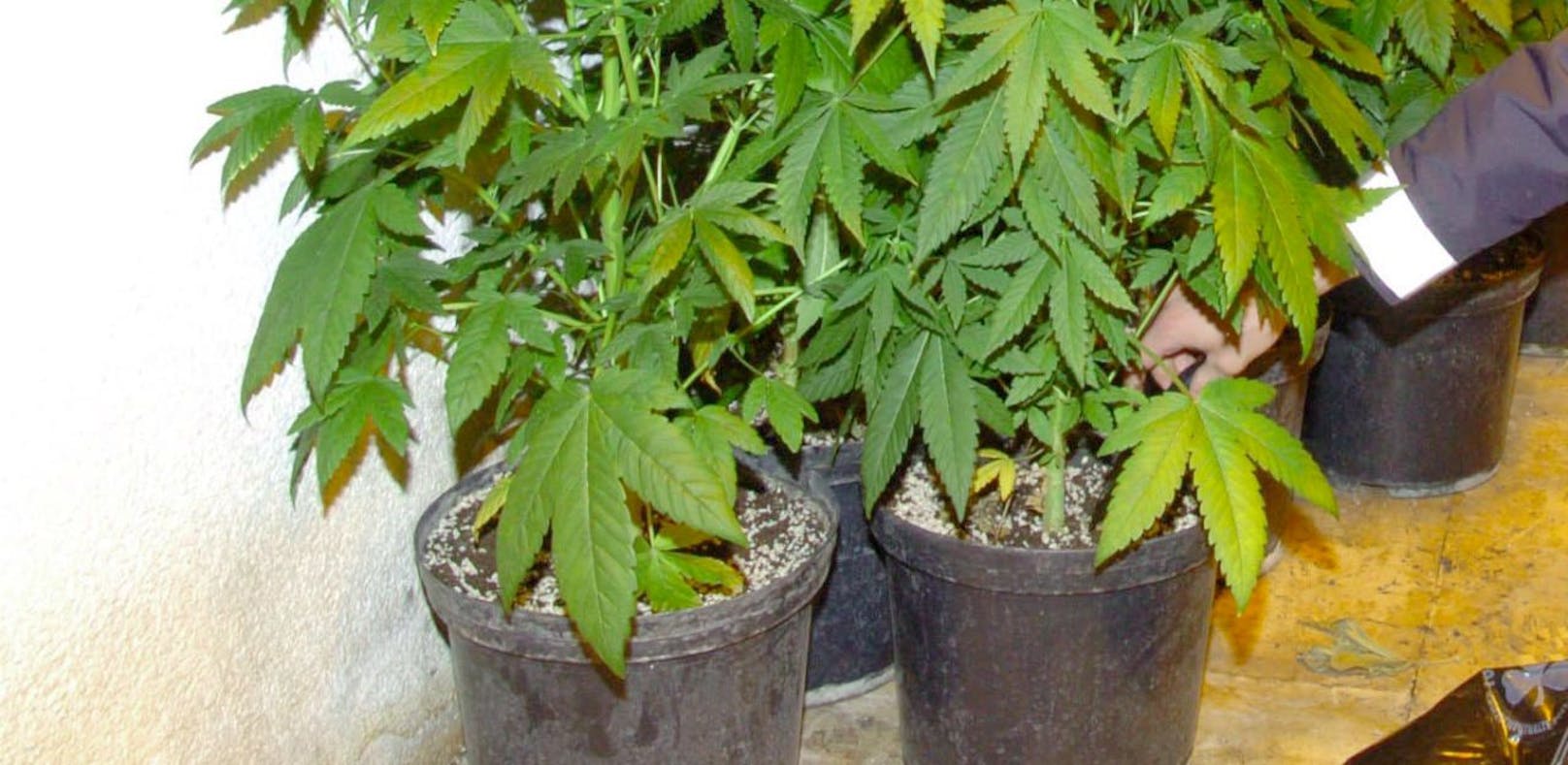 Cannabisplantage in Wohnung aufgeflogen.