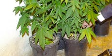 Polizei hebt Indoor-Cannabisplantage aus