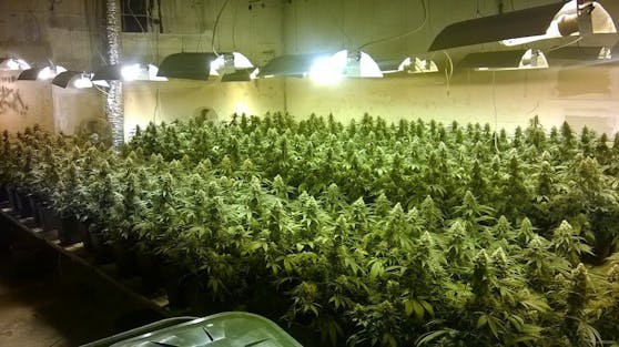 Die Polizei fand eine Indoor-Plantage vor. 