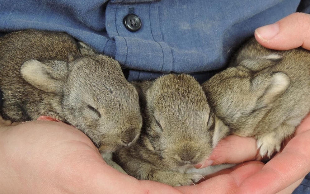 Die Jungkaninchen wurden aus einem eingestürzten Bau gerettet.