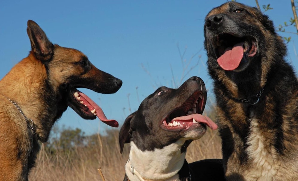 Ob der Schäferhund oder der Staffordshire-Bullterrier zugebissen hat, ist weiterhin unklar.