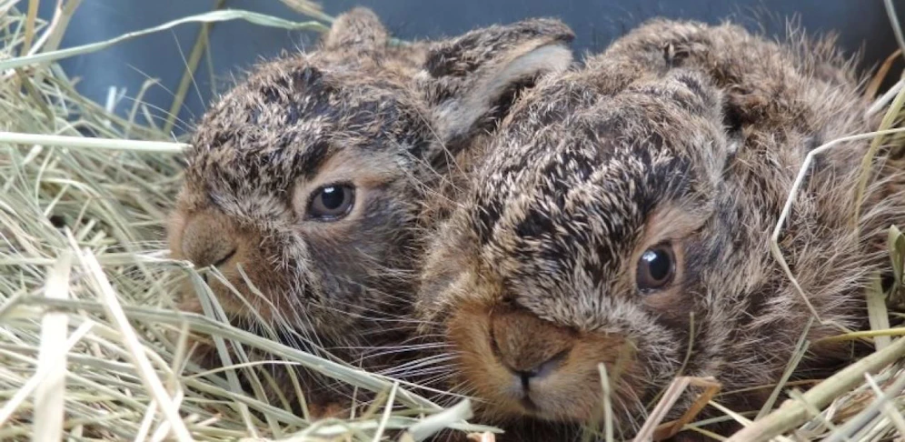 Die Vier Pfoten Station Haringsee (Gänserndorf) bietet zu Ostern Tier-Patenschaften als Geschenksidee.