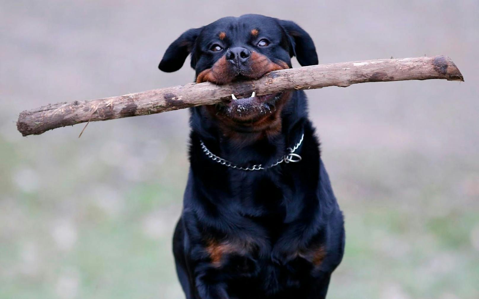 Der Rottweiler ist eine Rasse von Haushunden, die als mittelgroß oder groß angesehen wird. Symbolfoto