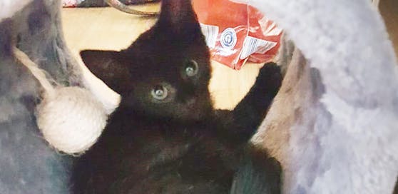 Das Wienerwaldtierheim sucht die Besitzer dieses gefundenen Kätzchens!