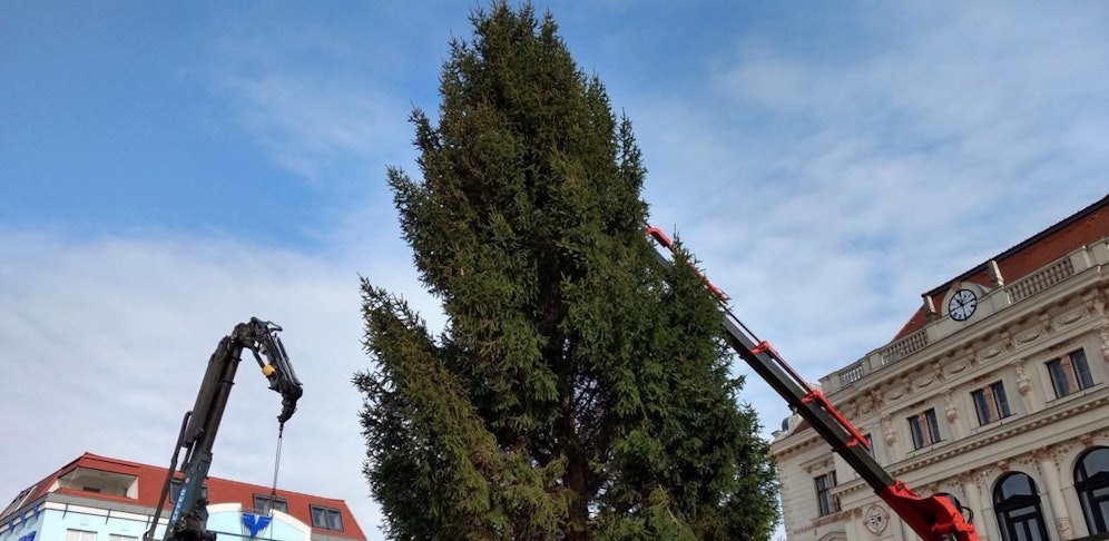 Die 15,5 Meter hohe Fichte aus dem Schlosspark Atzenbrugg steht bereits am Tullner Hauptplatz.