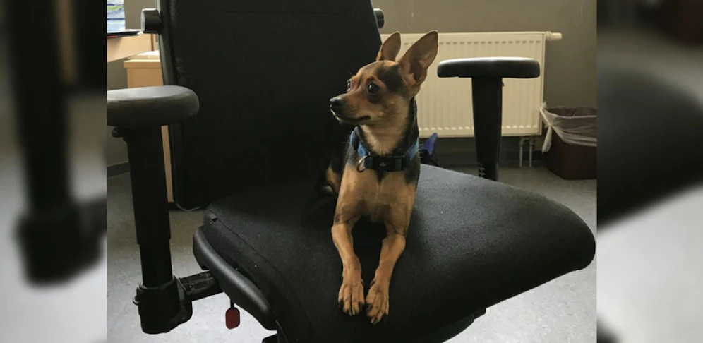Der kleine Vierbeiner konnte noch rechtzeitig aus dem heißen Auto gerettet werden. 