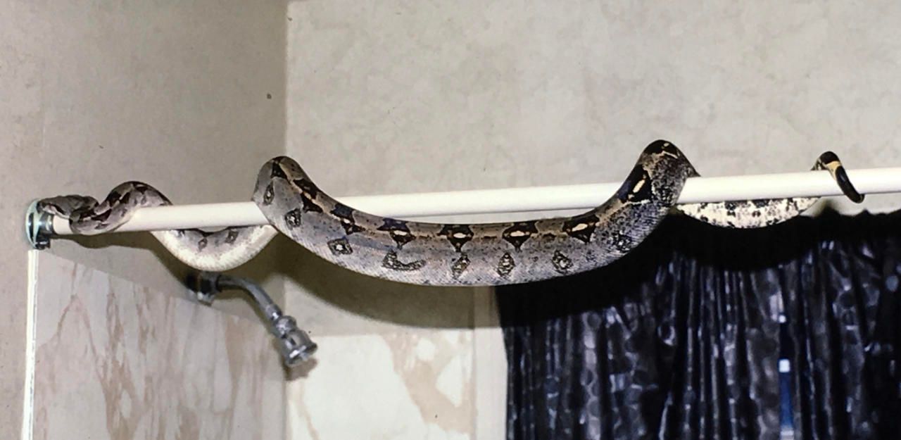 Heute.at - Weinviertler hielt zuhause illegal Boa constrictor