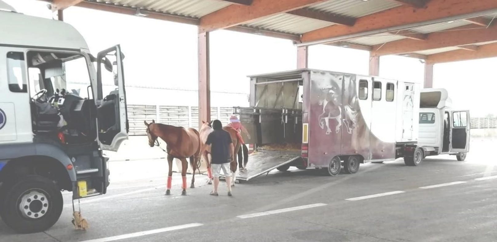 Schrott-Transporter mit fünf Pferden gestoppt