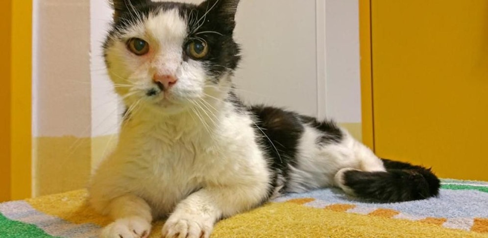 Der gerettete Kater befindet sich am Weg der Besserung, ganz übern Berg ist er noch nicht.