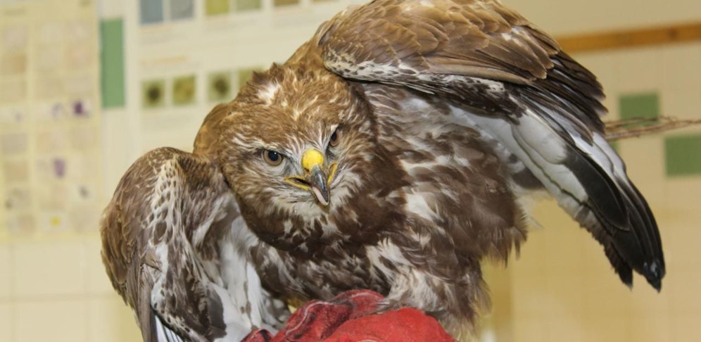 Der Bussard beim WTV. 