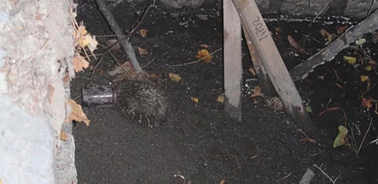 Heute.at - Igel saß mit Grabkerze auf Kopf in Kanalschacht fest