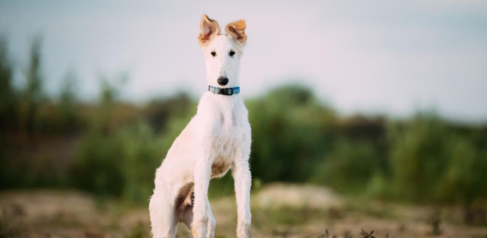 Symbolbild eines russischen Wolfshund-Welpen.